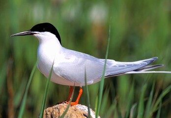 Roseate Tern