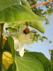 Wall Mural - Honey Bee collect nectar and pollen from guava flower.honey Bee pollinate Podium guajava flower.Honey Bee on white flower 