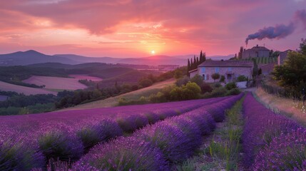 A beautiful purple field with a house in the background