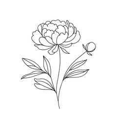 Wall Mural -  peony in one line art drawing style. Vector illustration