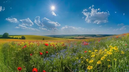Poster - panoramic view of vibrant wildflower fields rolling across vast countryside sunny blue sky landscape photography