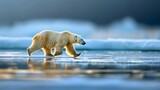 polar prowler majestic bear traverses glistening pack ice stunning arctic wildlife photography