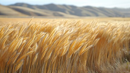 Canvas Print - A field of golden wheat swaying gently in the breeze.