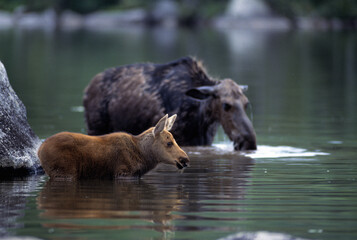 moose and calf in water