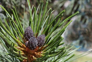 Wall Mural - pine tree blooming at spring close up