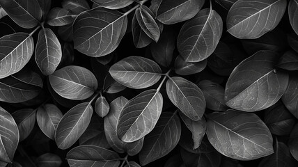 Canvas Print - black dark leaves background.