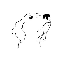 Wall Mural - vector isolated labrador dog head look up portrait colorless black and white contour line easy drawi