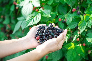 Side view Asian man hands with full palms of fresh harvested ripe blackberries, lush green berry bush background, organic berries harvest from homestead backyard garden fruit orchard, Dallas, TX