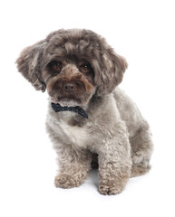 Wall Mural - Cute Maltipoo dog with bow tie on white background. Lovely pet