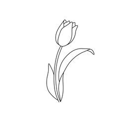 Wall Mural - Vector isolated one single simple flower tulip with leaves  colorless black and white contour line easy drawing