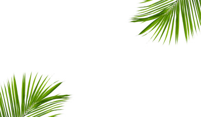 palm leaves frame