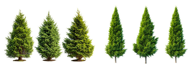 Wall Mural - isolated cypress trees collection on transparent or white background, 3d rendering