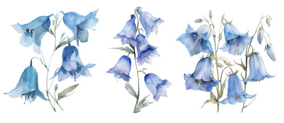 Watercolor Illustration of Blue Bells.