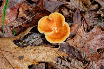 Fungi growing from a tree root