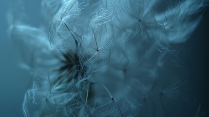 Canvas Print -  A close-up of a dandelion flower with a blurred background showing the reverse sides