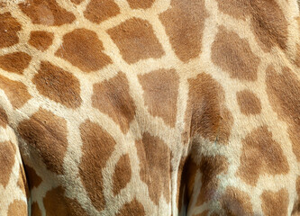 closeup of giraffe skin and pattern, showcasing the distinctive spots and fur texture of this majest