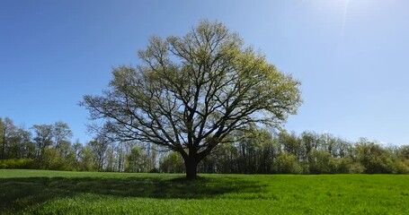 Wall Mural - A single tall oak in a field with green grass, new foliage on one oak in a field with green wheat grains