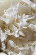 © magic_cinema - Close-Up of a White Peony flowers blooming. Detail macro shot of delicate texture of white peony petals and gentle tone of cream pastel color. Serene and elegant floral concept. Soft focus.