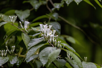 Sticker - Flowers of an Amur honeysuckle bush, Lonicera maackii.