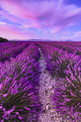 Wall Mural - wonderful nature vacation landscape. amazing sunset scene blooming lavender flowers. moody sky, past