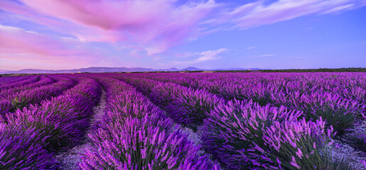 Wall Mural - wonderful nature vacation landscape. amazing sunset scene blooming lavender flowers. moody sky, past