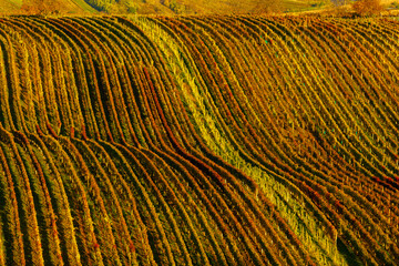 Poster - Autumn vineyard near Cejkovice, Southern Moravia, Czech Republic