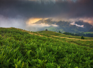 Wall Mural - Foggy morning in the mountains. Summer dawn in the Carpathians. Nature of Ukraine