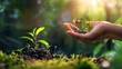 © May Chanikran - A hand gently holds soil and a small plant, symbolizing growth and nature, with a butterfly and sunlight in the background.