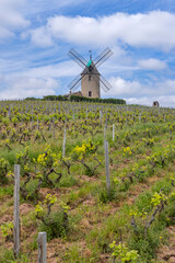 Sticker - Windmill (Moulin a vent de Romaneche-Thorins), Chenas, Beaujolais, Saone-et-Loire, Bourgogne-Franche-Comte, France