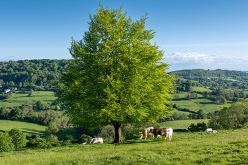 Wall Mural - landscape with cows