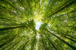 © AdobeTim82 - Looking up at the trees in a forest with the sun shining through the leaves, sustainability