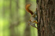 © thomas - Red Squirrel stands ready on the side of a tree.