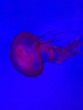 © Heather - Close-up of a jellyfish at an aquarium, with a see-through body and tentacles trailing, in interesting light