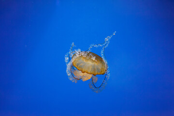 Wall Mural - underwater photos of jellyfish chrysaora fuscescens jellyfish pacific sea nettle