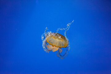 Canvas Print - underwater photos of jellyfish chrysaora fuscescens jellyfish pacific sea nettle