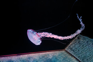 Wall Mural - underwater photos of purple striped jelly chrysaora colorata