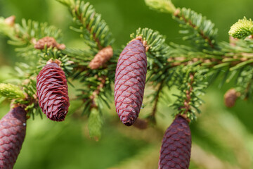Wall Mural - A close up of a shortstraw pine cone on a tree branch