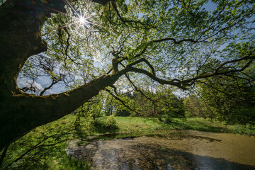 Wall Mural - Sunlight filtering through tree branches in natural landscape