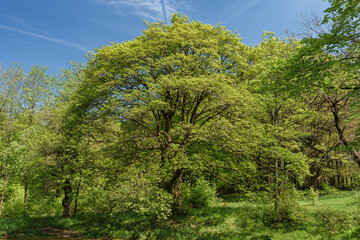 Wall Mural - Sunlight filtering through tree branches in natural landscape, sustainability