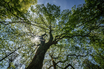 Wall Mural - Sunlight filtering through tree branches in natural landscape, sustainability