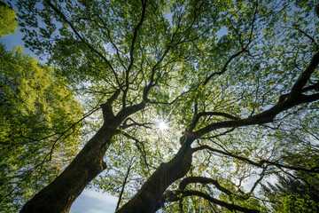 Wall Mural - Sunlight filtering through tree branches in natural landscape, sustainability