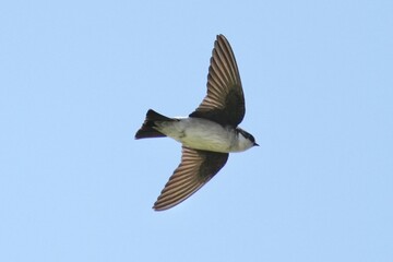 Sticker - asian house martin in a sky