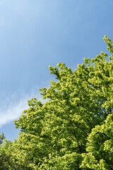 Wall Mural - A lush tree with green leaves stands tall under the blue sky