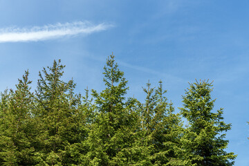 Wall Mural - An evergreen tree set against a clear blue sky backdrop