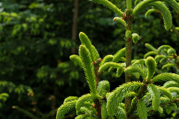 Wall Mural - Close up of a vibrant green plant with blurry background