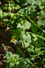 Poster - Watercress butterfly on a plant.