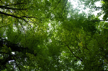 woodland sky view