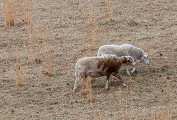 sheep in the pasture