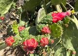 Fototapeta Tęcza - Cactus flower Opuntia cochenile (lat. Opuntia cochenillifera)