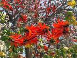Fototapeta Tęcza - Red flowers of Erythrina tree, or Coral tree (lat. - Erythrina)